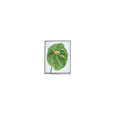 C050SWYM-0 5,0 inch 480*960 LCD-scherm voor telefoon