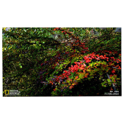 Goede prijs LM238WF5-SSE5 Nieuw LCD-scherm voor HP Pavilion 24-Df0014 online