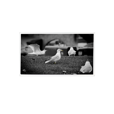 Goede prijs 1200*1920 QV080WUM-N40 8,0 inch LCD-scherm voor tablet online