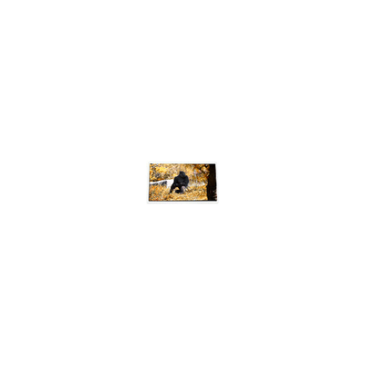 Goede prijs 5.0 inch P50AN3AP02 600*234 240 cd/m2 LCD-scherm online