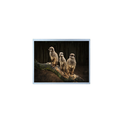 Goede prijs PD121XL2 1024*768 12,1 inch LCD-scherm voor buitenshuis online