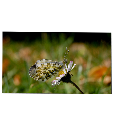 Goede prijs LM270WQB-SSA1 27.0 inch LCD-schermmodule 2K 240hz IPS voor AW2721D online
