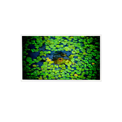 Goede prijs 1920*1080 QV215FHB-N51 21,5 inch LCD-scherm voor industrieel gebruik online