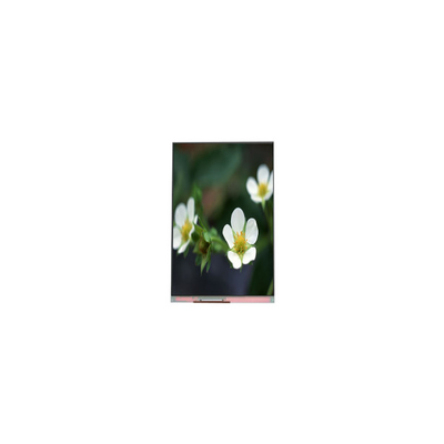 Goede prijs PP055IA-09B 1440*2560 5,5 inch 16,7M LCD scherm online