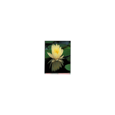 Goede prijs 1080*1920 PP060IC-01D 6,0 inch 1000:1 LCD-schermpaneel online